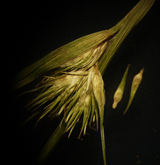 Carex sychnocephala