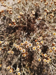 Helichrysum cochleariforme