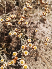 Helichrysum cochleariforme