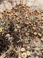 Helichrysum cochleariforme