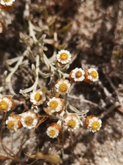 Helichrysum cochleariforme