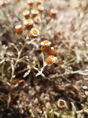Helichrysum cochleariforme