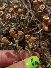 Helichrysum cochleariforme