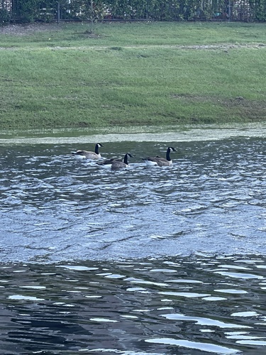 Branta canadensis image