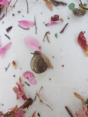 Gastropoda