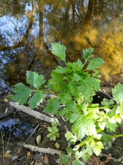 Petroselinum crispum