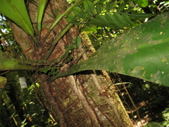 Philodendron linnaei