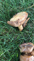 Fungi