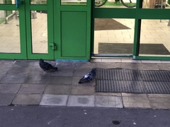 Columba livia domestica