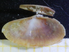 Gari costulata