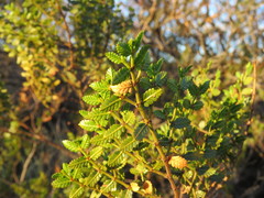 Nicolas Olejnik, CC BY, iNaturalist via GBIF Larrea nitida, photograph Nicolas Olejnik, CC BY, iNaturalist via GBIF
