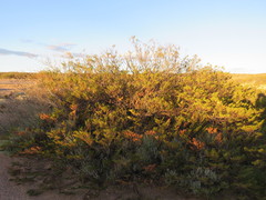 Nicolas Olejnik, CC BY, iNaturalist via GBIF Larrea nitida, photograph Nicolas Olejnik, CC BY, iNaturalist via GBIF