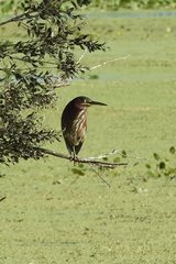 Butorides virescens image