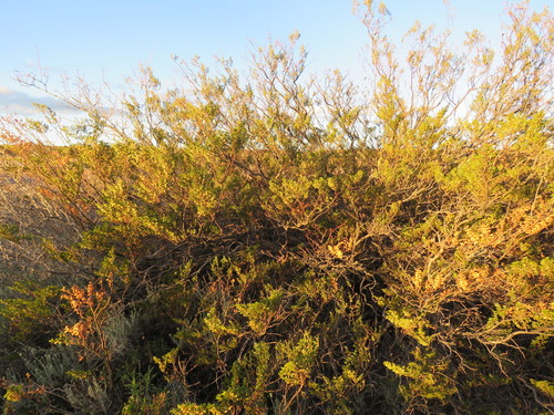 Larrea nitida, photograph 3