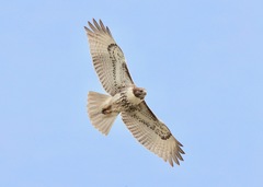 Red-Tailed Hawk photo 2