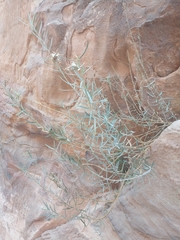 Gomphocarpus sinaicus