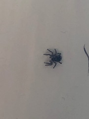 Salticidae