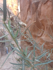 Gomphocarpus sinaicus