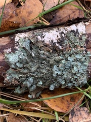 Parmelia sulcata