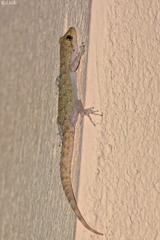 Mediodactylus