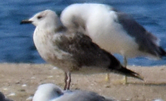 Larus michahellis