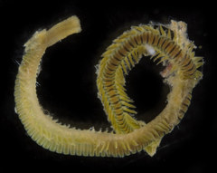 Eulalia quadrioculata