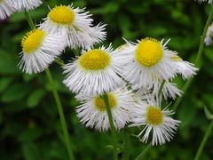 Erigeron philadelphicus