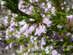 Erica margaritacea