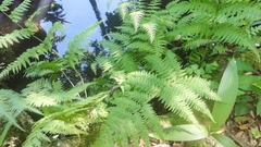 Macrothelypteris