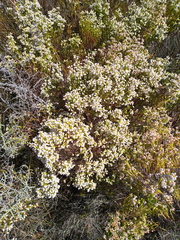 Erica margaritacea
