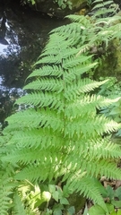 Macrothelypteris