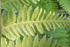 Macrothelypteris