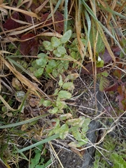 Astragalus glycyphyllos