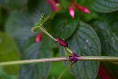 Rhodobaenus sanguineus