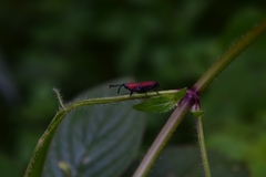 Rhodobaenus sanguineus