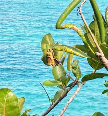 Heraclides andraemon