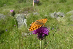 Argynnis niobe