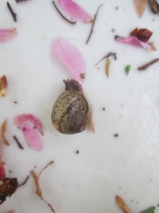 Gastropoda