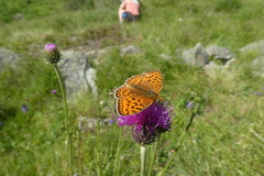 Argynnis niobe