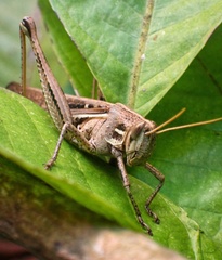 Schistocerca serialis