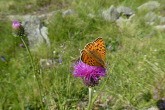 Argynnis niobe