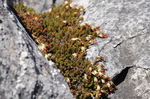 Image of Tutu Heath (Erica banksia) by (c) Tony Rebelo, some rights reserved (CC BY-SA)