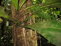 Philodendron linnaei