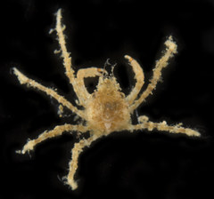 Chorilia longipes