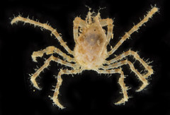 Chorilia longipes