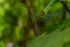 Diptera
