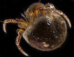 Elassochirus tenuimanus