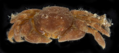 Pinnotheres taylori