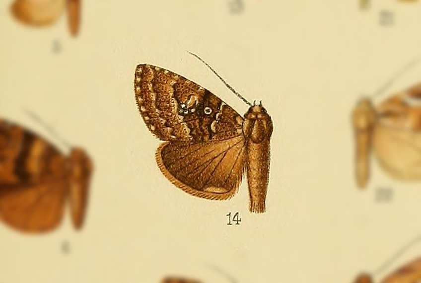 Hadjina wichti