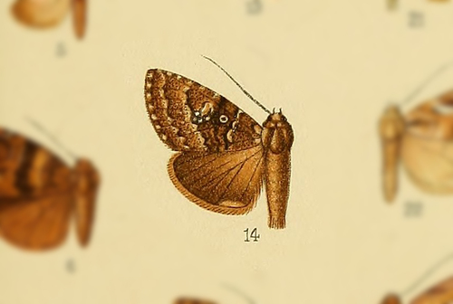 Hadjina wichti